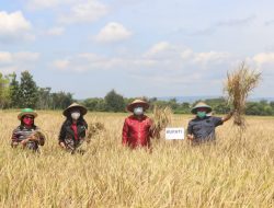 Panen Padii di Manusak,Sekda Obet Laha Sebut Poktan Sodamolek Sudah Laksanakan Revolusi 5P