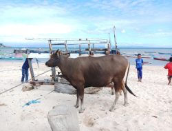 Gubernur NTT Berikan Hewan Kurban bagi Warga Muslim Sulamu