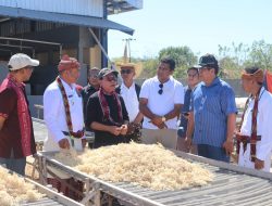 Bupati Korinus Panen Bawang di Kecamatan Semau Selatan