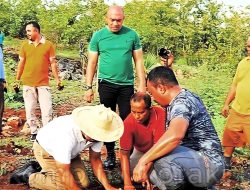 Berdayakan Lahan Kosong di Naimata, Pemkot Kupang Tanam 2000 Anakan Kelor