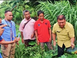 Sekda Funay Tinjau Lokasi Urban Farming di Naioni
