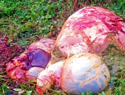 Waspada, Pencurian Sapi dengan Cara Bawa Karkas Kembali Terjadi di Amarasi