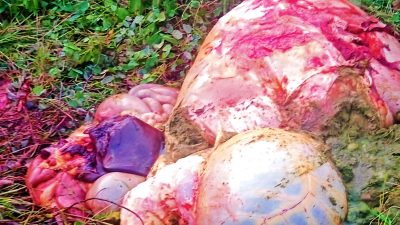 Waspada, Pencurian Sapi dengan Cara Bawa Karkas Kembali Terjadi di Amarasi