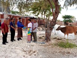 Pemkot Kupang Serahkan Sapi Kurban ke Belasan Mesjid dan Musholla