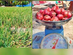 Hasilnya 25 Ton Per Hektar, Budidaya Bibit Bawang Biji Mulai Diminati Petani Kabupaten Kupang