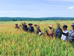 Bertemu Petani Rote, Pj Gubernur NTT Ikut Panen Padi di Edalode