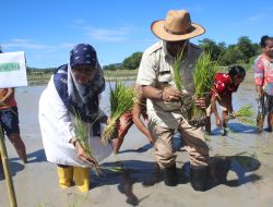 Pj Bupati Kupang Apresiasi Program Tanam Padi Bersama Tenaga Ahli Kementan