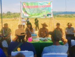 Pj Bupati Kupang Panen Padi di Persawahan Raknamo
