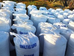 Minim PAD, Pengelolaan Tambak Garam Kabupaten Sarai Diduga Tanpa MoU