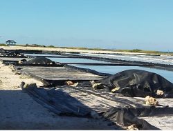 Temuan BPK RI, Pengelolaan Puluhan Hektar Tambak Garam di Sabu Raijua Bermasalah