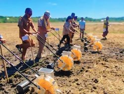 Bupati Kupang dan Stafsus Kementan Tanam Jagung di 25 Hektare Lahan Poktan Manekat Kaniti – Oetete