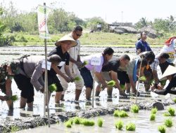 Bupati dan Wabup Kupang Tanam Perdana MT II di Babau Pakai Bibit Padi Sry Dewi