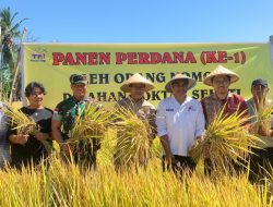 Bupati Kupang Panen Padi di Lahan Poktan Sehati Desa Mata Air Seluas 25 Hektar