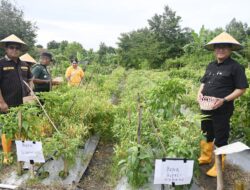 WoW! Hadirkan Gubernur NTT dan Bupati Kupang, Kebun Sekolah SMAN 1 Kupang Timur Panen Cabai Omsetnya Capai Ratusan Juta