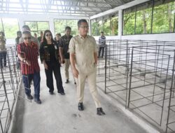 Pemkab Kupang Dorong Peningkatan Kualitas Bibit Babi