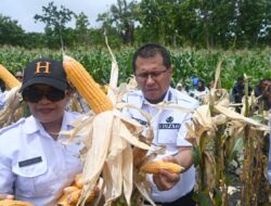 WoW! Bupati Kupang Panen Jagung di Lahan Karang Taruna Desa Silu Seluas 5 Hektar 