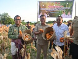 Gubernur NTT dan Bupati Kupang Panen Jagung di Amarasi Selatan 