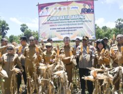Wagub NTT dan Bupati Kupang Panen Jagung di Pantulan – Sulamu
