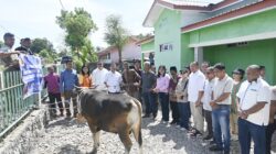 Idul Adha 2026, Bupati Kupang Serahkan Hewan Kurban di 3 Masjid 