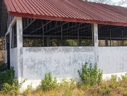 Kandang Babi Fatukanutu Mubazir, Kades Mengaku Tak Tahu Sumber Anggaran