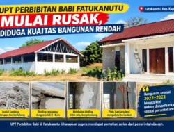 Diduga Kualitas Bangunan Rendah, Kandang Babi Fatukanutu Mulai Rusak